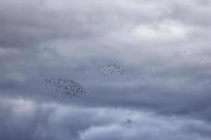 flock of birds flying south against a cloudy sky photo