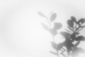 Leaf shadow overlay background design. Abstract natural shadow for minimalist photo effect