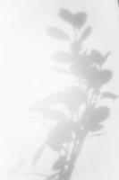 diseño de fondo de superposición de sombra de hoja. sombra natural abstracta para un efecto fotográfico minimalista foto
