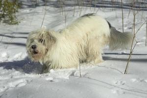 Dog on walk in winter. White pet hair. Snow and dog. Walking animal.