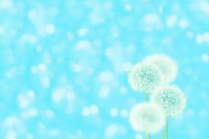 Fluffy dandelion flower against the background of the summer landscape. photo