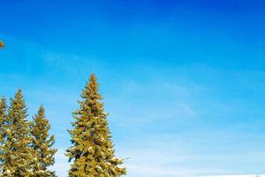 Frozen winter forest with snow covered trees. photo