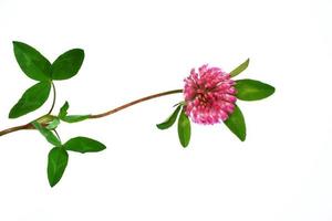 Wild red clover Trifolium pratense photo