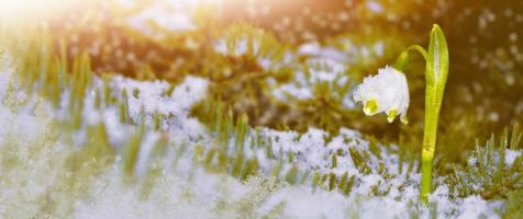 Galanthus nivalis. snowdrop flower growing in snow in early spring forest photo