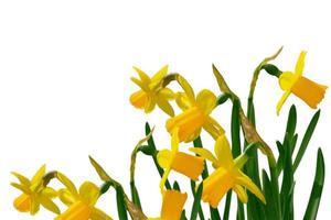 spring flowers narcissus isolated on white background photo