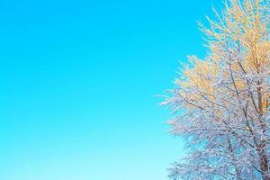 bosque de invierno congelado con árboles cubiertos de nieve. foto