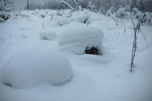 Winter forest. Lots of snow in trees. photo
