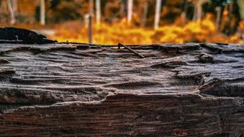 photo of dry wood in autumn. background photo