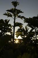 puesta de sol en matorrales. sol y siluetas de plantas. detalles de la naturaleza en verano. foto