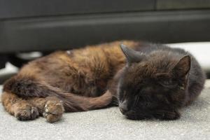 gato duerme sobre asfalto. el gato negro está tirado en la calle. animal extraviado. foto