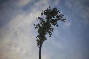 Tree in forest. Forest landscape. Beauty of nature. Clouds in sky. Details of nature. photo