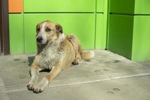 Stray dog near store. Dog is lying on asphalt. photo