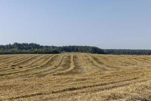 un campo con cereales en el verano foto