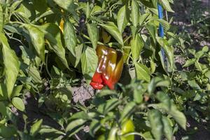 growing a new crop of peppers in rural areas photo