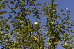 cosecha de manzanas en el huerto de manzanas foto