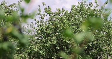 un huerto de manzanas con una gran cantidad de árboles jóvenes foto