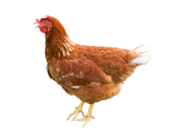 galinha marrom isolada em um fundo branco png