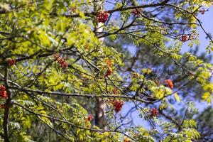 Red rowan berries in the summer photo