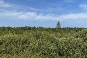 Swampy terrain with plants in summer photo