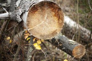 Detalles de la deforestación. árboles viejos troncos secos. foto