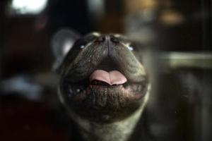 Dog behind glass. Pet looks through glass of window. Animal is at home. photo