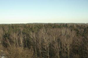 View from drone to forest. Photo of landscape.