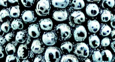 Realistic microscopic viruses of various shape on blue blurred background seamless pattern illustration photo