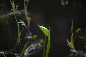 Swamp plant in summer. Sprout on pond. Green leaf. photo