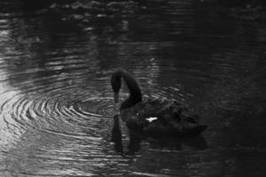 Swan black white photo. Swan floats on water. Beautiful bird. photo