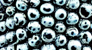 bacteria virus or germs microorganism cells. rendering photo