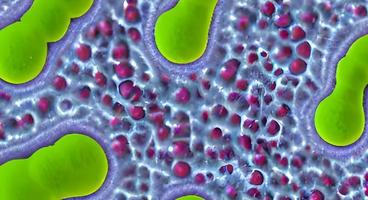 virus y bacterias de varias formas sobre un fondo blanco. concepto de ciencia y medicina. representación foto