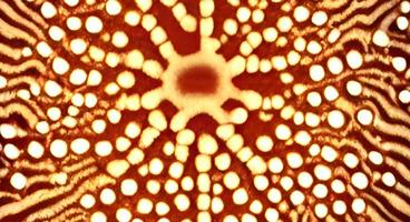 viruses and bacteria of various shapes against a white background. Concept of science and medicine. rendering photo