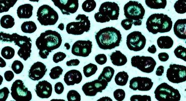 Group of virus cells. illustration of Coronavirus cells photo