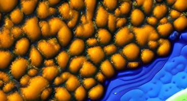 viruses and bacteria of various shapes against a blue background. Concept of science and medicine. rendering photo
