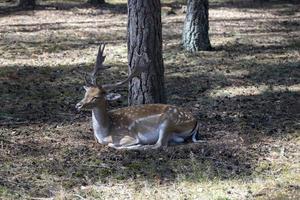 ciervo descansando cuando hace calor foto