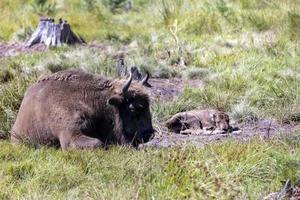 Wild animal European bison photo
