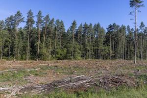 Deforestation for timber harvesting , forest photo