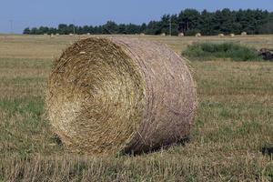 un campo con cereales en el verano foto