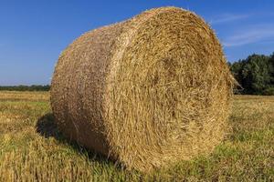 un campo con cereales en el verano foto