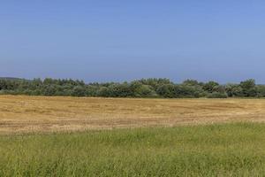 un campo con cereales en el verano foto