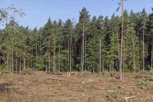 Deforestation for timber harvesting , forest photo