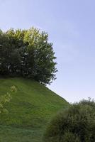 Deciduous trees with green foliage in summer photo