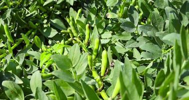 Green beans in sunny windy weather photo