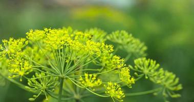 Green dill in the wind at the end of summer photo