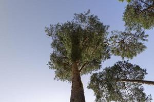 tall trees in the summer photo