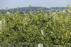 Apple harvest in the apple orchard photo