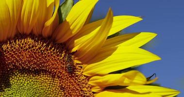 hermosas flores florecientes girasoles en el campo foto