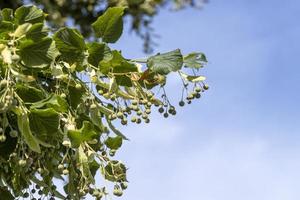 High linden tree in summer photo