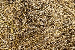 A field with cereals in the summer photo