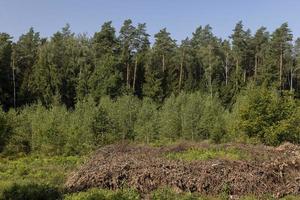 Deforestation for timber harvesting , forest photo
